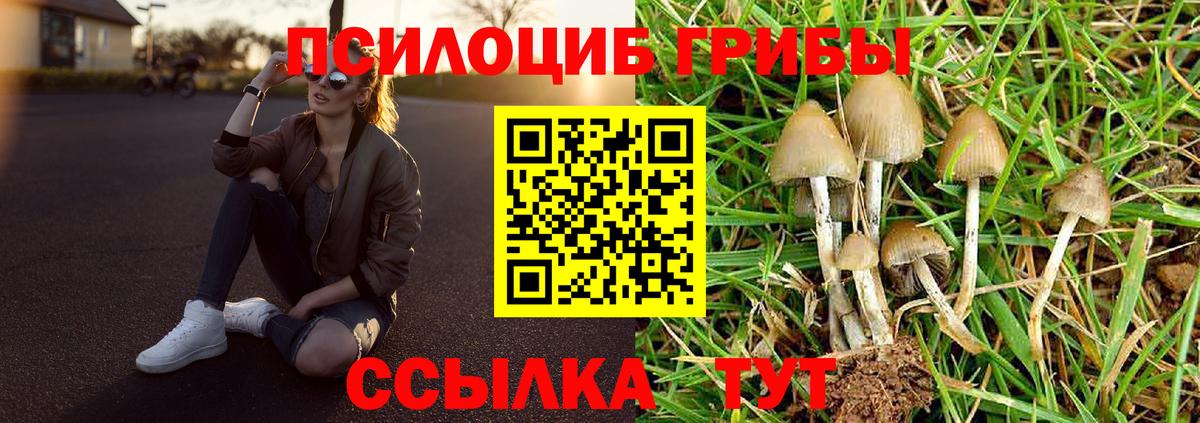 Псилоцибиновые грибы Psilocybe Орехово-Зуево